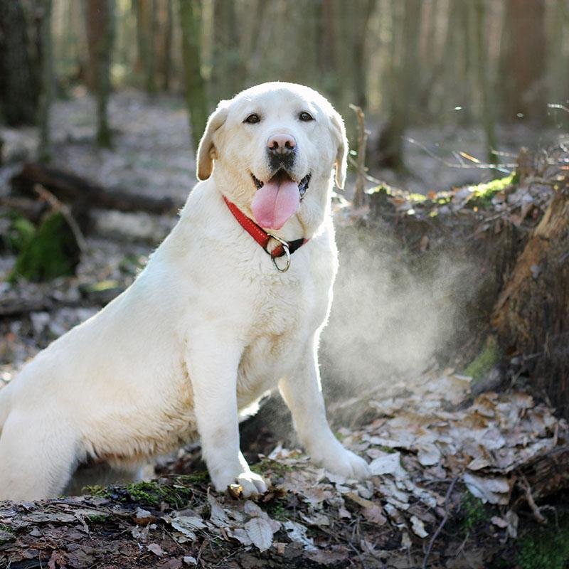 Почему собака лезет целоваться, когда вы плачете