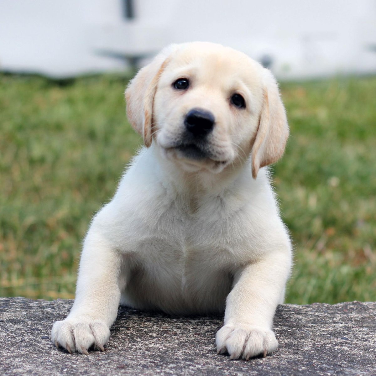 Игра с собакой: как стать лидером и не потерять доверие