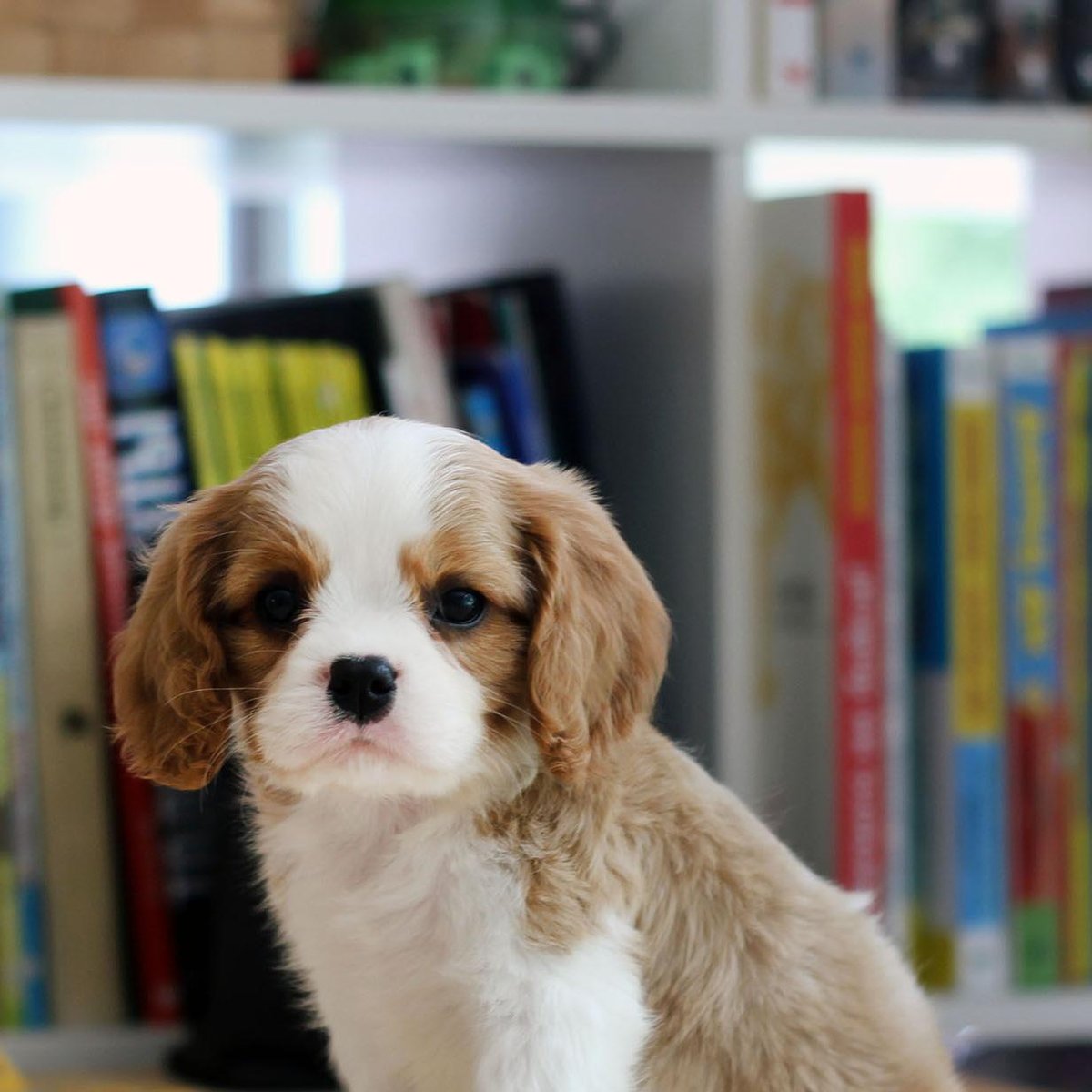 Как отучить взрослую собаку ходить в туалет дома без криков