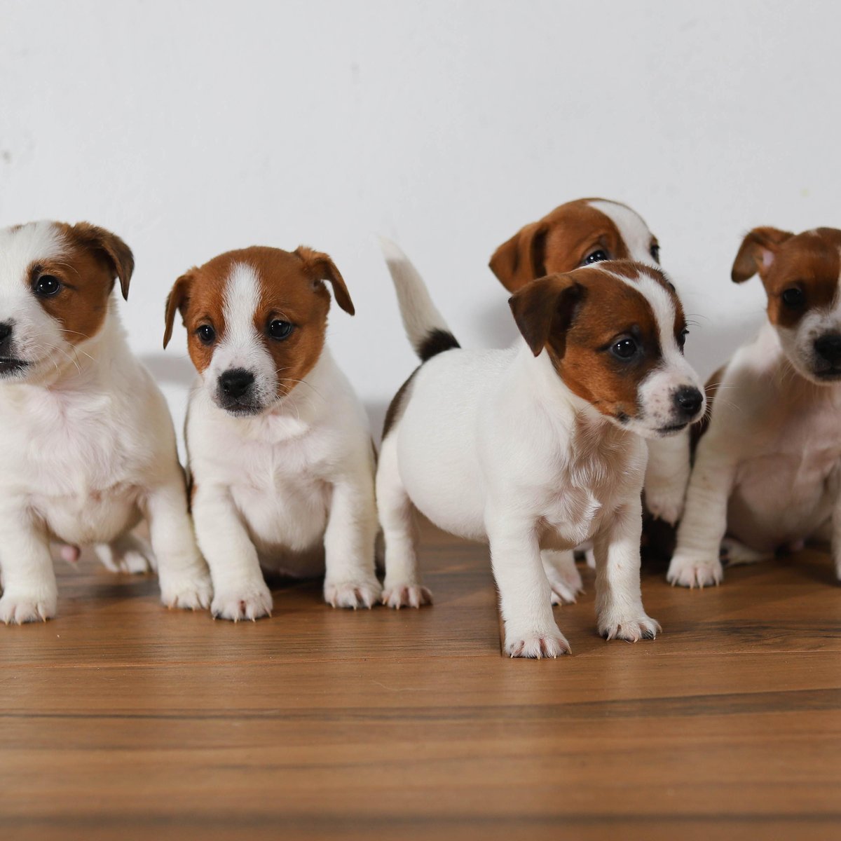 Как приучить щенка к поводку: секрет провисшей амуниции