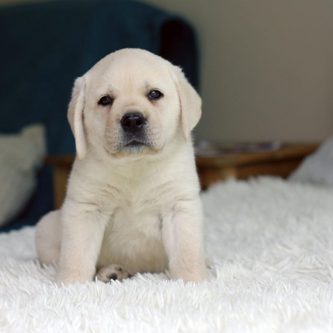 Тревожная собака: как разорвать замкнутый круг страха