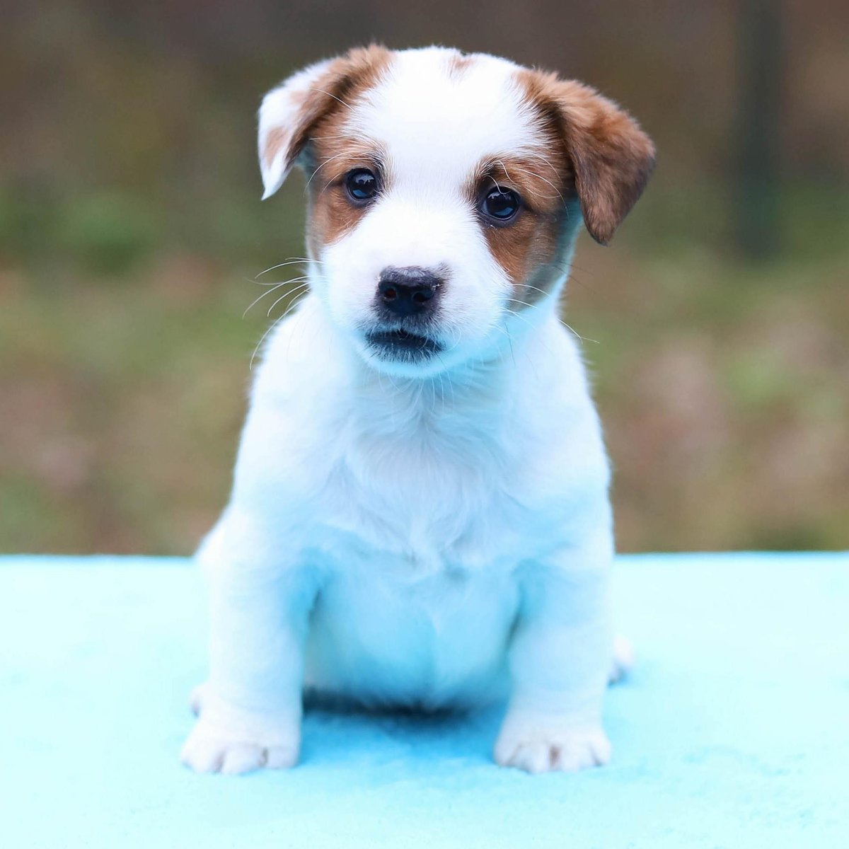 Почему наказания собак разрушают доверие и как добиваться послушания без давления