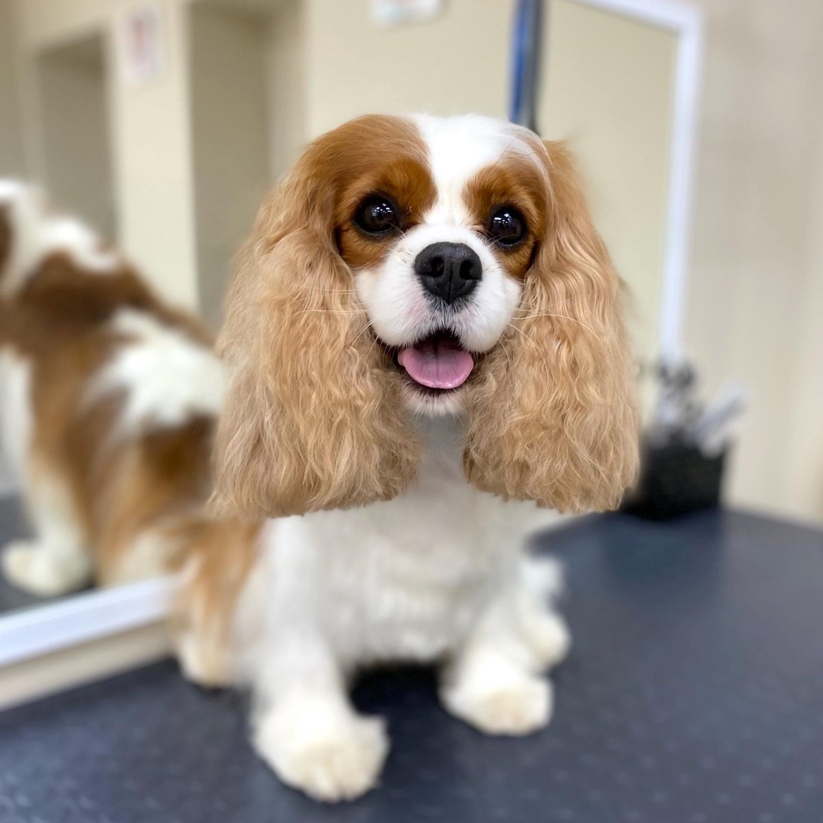 Почему собака не играет с другими: правда об их дружбе