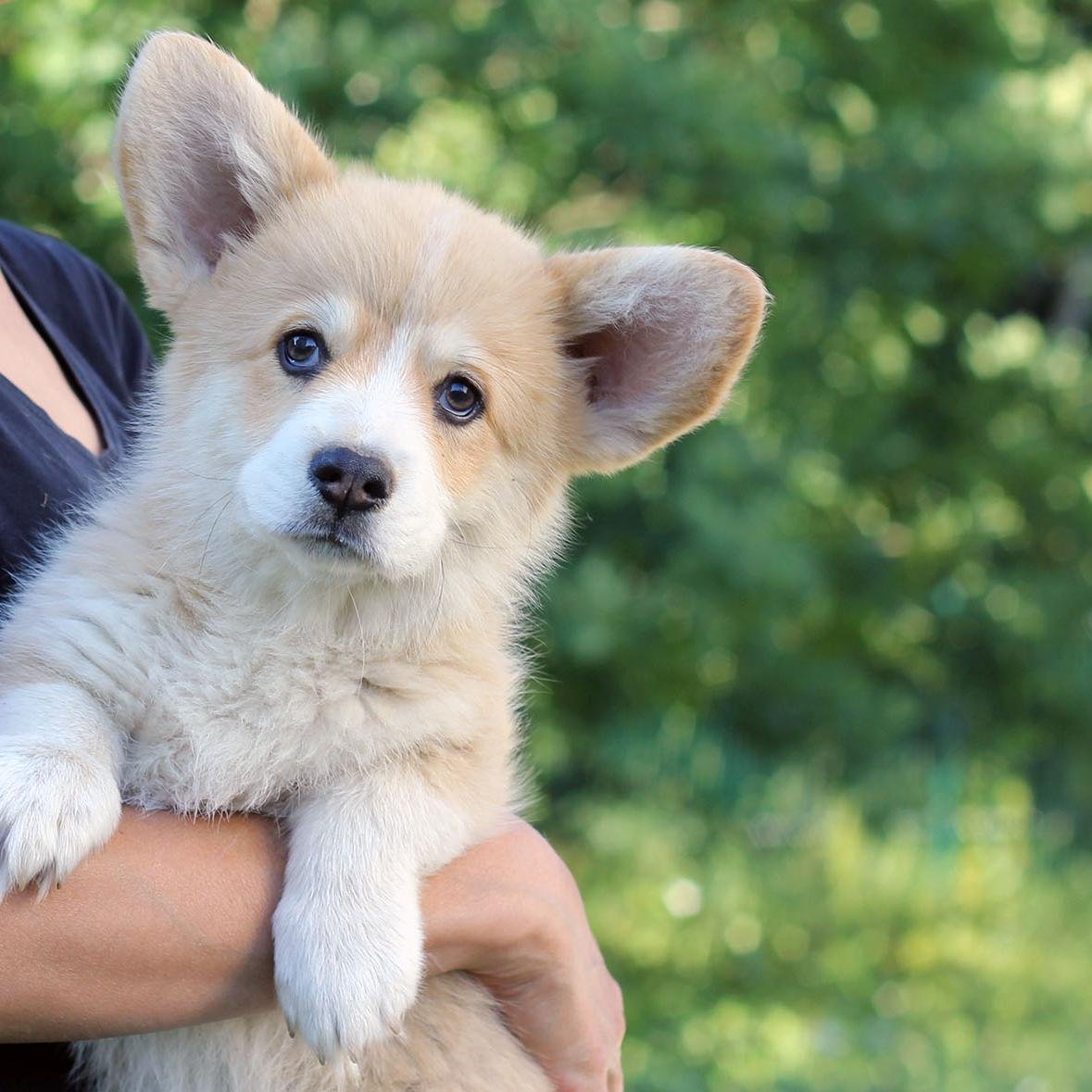 Собака грызет мебель: как спасти ремонт без наказаний