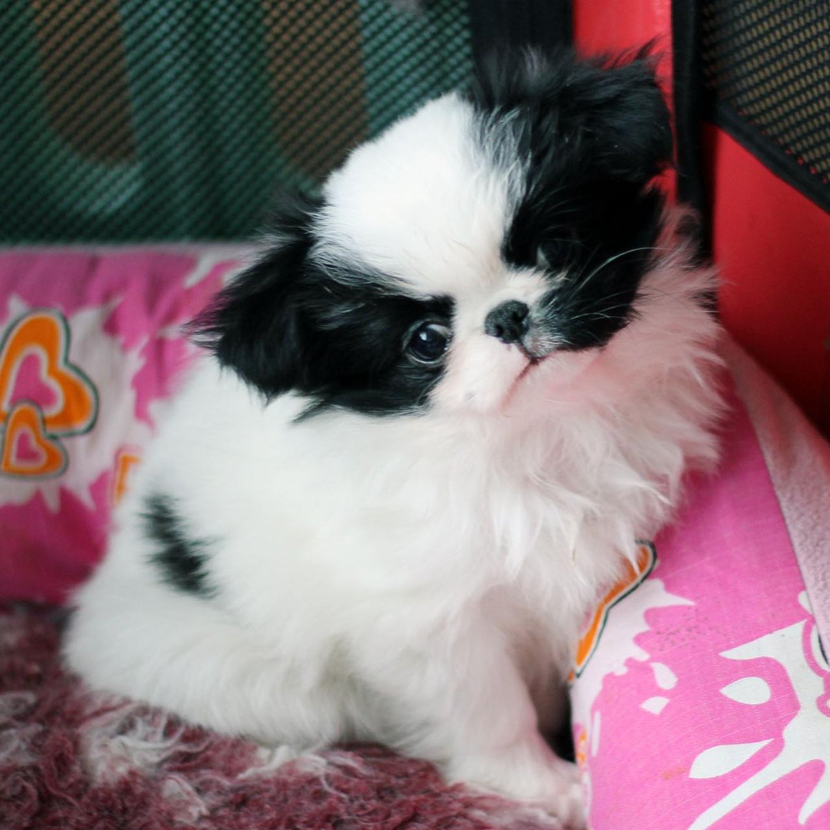 Почему собака игнорирует команды: влияние эмоций хозяина