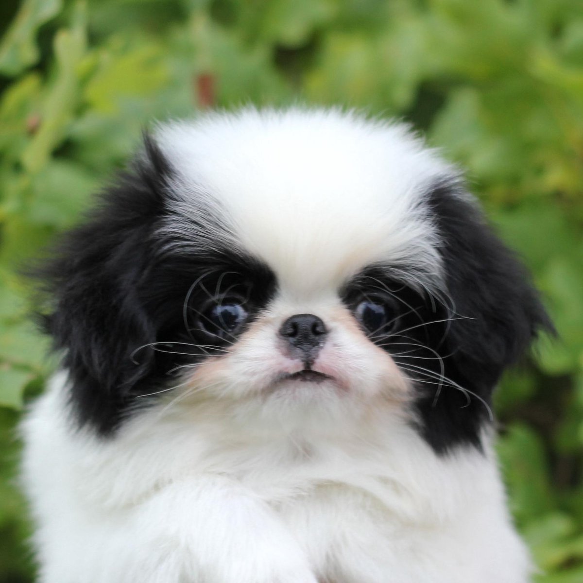 Как отучить щенка тянуть поводок к прохожим и собакам