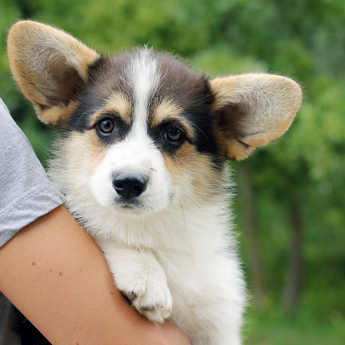 Собака и игра: вы партнер или автомат по выдаче игрушек?