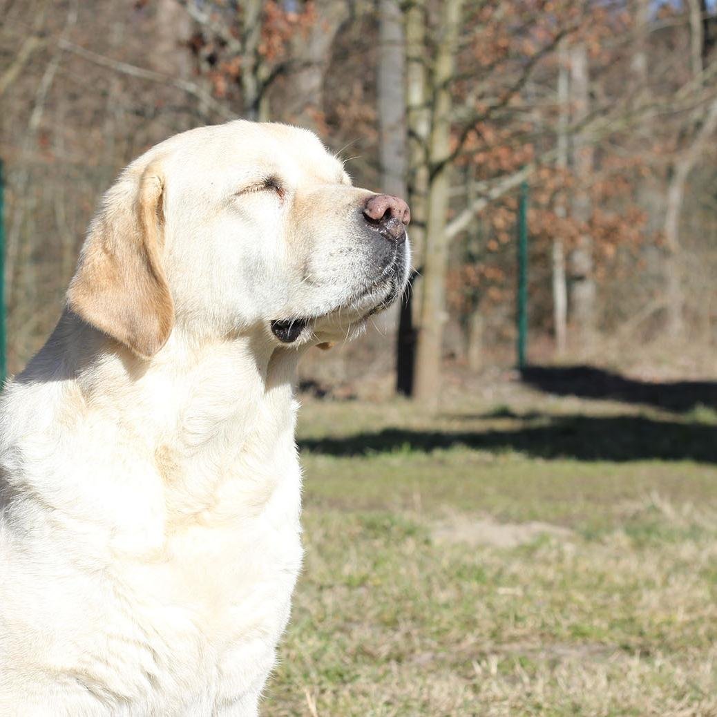 Правильное кормление собаки: как правильно оценить баланс рациона питомца